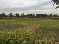 百花园-西域欢乐城
