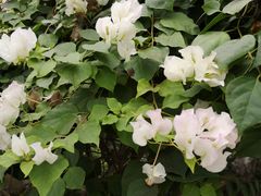 -南通洲际绿博园