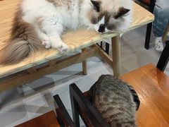 -豆逗聊愈猫阁Easy Life
