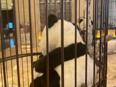 -成都保利公园皇冠假日酒店(熊猫基地店)