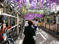 -呀路古热带植物园