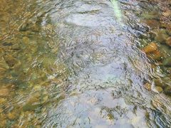 -虾王农家乐(鼎湖店)