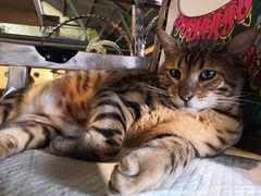 -more than meow吴止猫主题餐厅(承德 中船汇店)