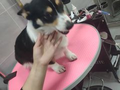 -宠福鑫康馨动物医院·骨科·眼科