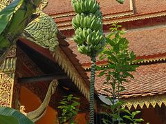 -西双版纳傣族园