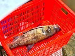 胖头鱼（两吃）-鱼头泡饭·湖北菜·非物质文化遗产(岳家嘴总店)