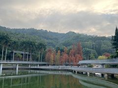 -银湖山郊野公园-相思林