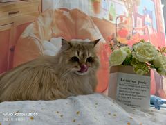 -爱洗澡的猫(望京店)