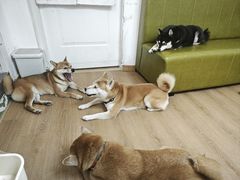 -是阿柴呀！柴犬咖啡·爱喵喵猫咖