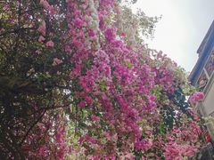 -深圳国际园林花卉博览园