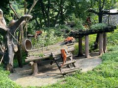 -都江堰中华大熊猫苑