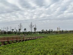 -汉长安城未央宫国家考古遗址公园