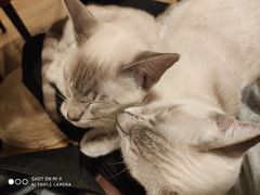 -Cappucimeow猫咪咖啡馆(韦伯时代店)