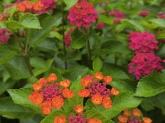 -洋湖国家湿地公园