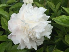 iphone_upload_pic-景山公园