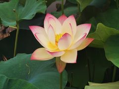 -济南植物园