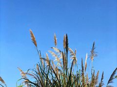 -白鹭湾湿地公园