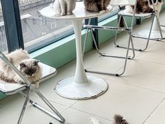 -怪兽屋·羊驼·猫咖·狗咖(俊华广场店)