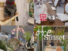 -共舞时光猫咖·狗咖(新街口店)