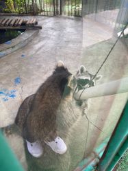 -萌宠亲子动物乐园(槐房万达店)