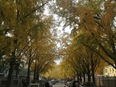 -三里屯东五街银杏大道