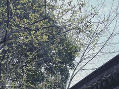 -上海醉白池公园