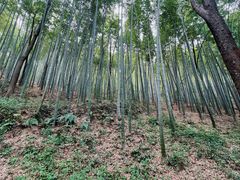 -上海佘山国家森林公园天马山园