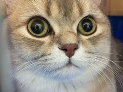 -北京观赏动物医院·24小时大型综合·猫专科·异宠专科