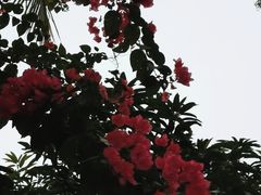 -云溪植物园