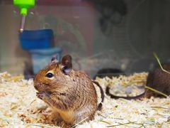 -藦茜花园宠物主题亲子互动体验馆(国顺东路店)