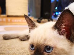 -袖虎·猫馆(体育西路店)