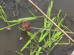 -同銮特种养殖场·龙虾垂钓