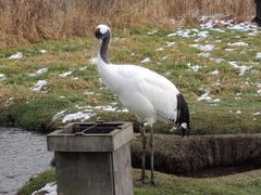 -钏路市丹顶鹤自然公园