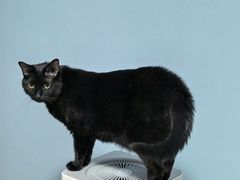 -艾贝尔宠物医院·24H转诊中心·肿瘤猫专科(江宁双龙店)