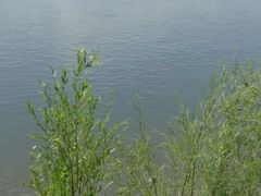 -呼兰河口湿地公园
