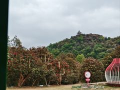 -贵州百里杜鹃风景名胜区