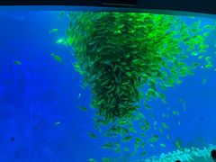 -合肥海洋世界