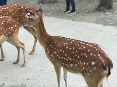-鹿境梅花鹿生态园区