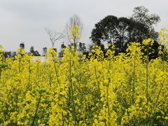 -蜀绣公园