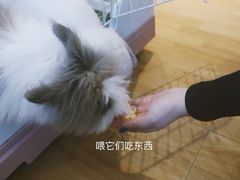 -猫猫幼稚园·撸猫·桌游·电玩