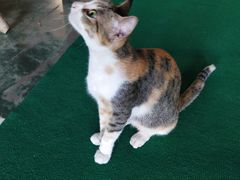 -ခြောက်ထပ်ကြီးရွှေသာလျောင်းဘုရားကြီး