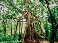 -中国科学院西双版纳热带植物园