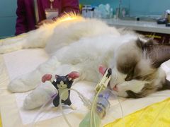 -宠爱国际动物医院· 猫科· 外科·中兽医(长白店)