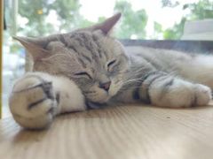 -平行世界·猫咖(首经贸店)