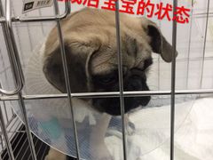 -思宇宠物医院