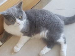 -Catmate·猫肥家润(金润铂宫店)