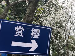 -武汉大学-樱园