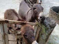 -清迈夜间动物园