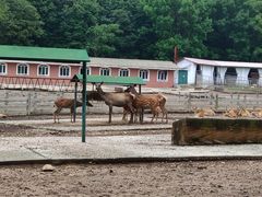 -哈尔滨北方森林动物园