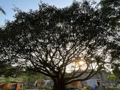 -深圳仙湖植物园